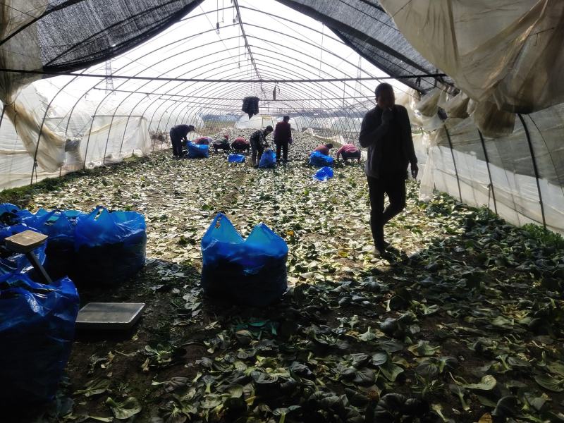 黑菜，太湖菜，苏州青，保质保价，全面上市大量供应