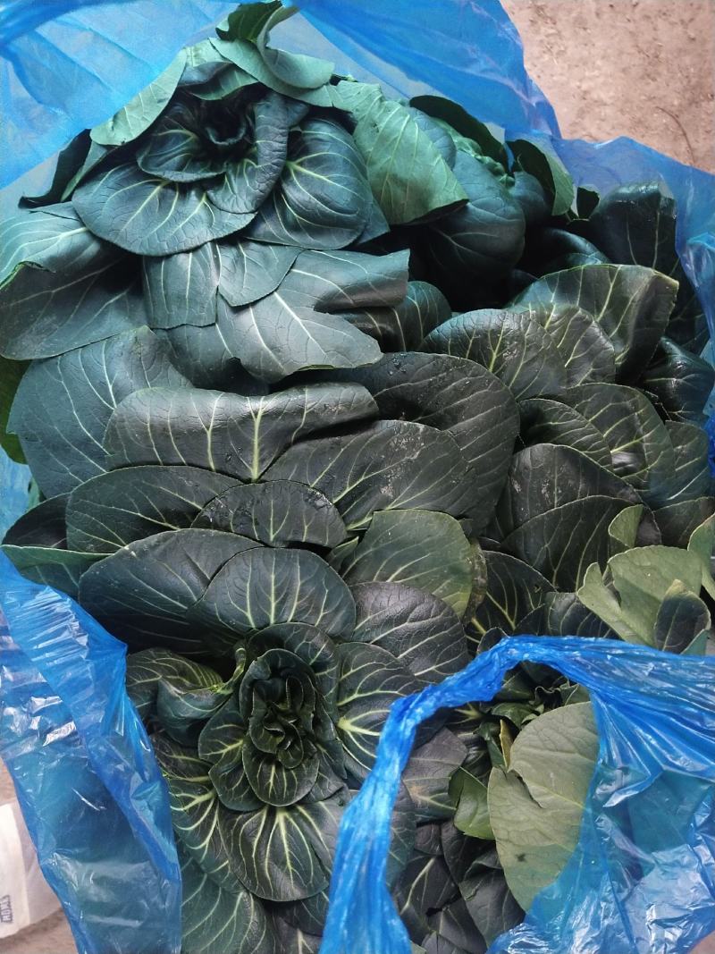黑菜，太湖菜，苏州青，保质保价，全面上市大量供应