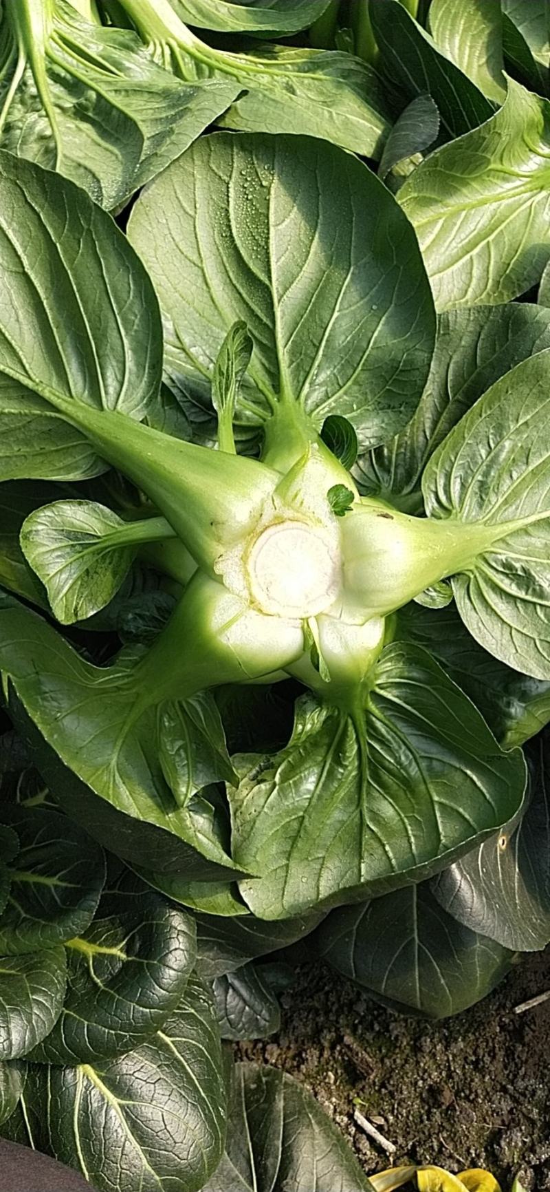 黑菜，太湖菜，苏州青，保质保价，全面上市大量供应