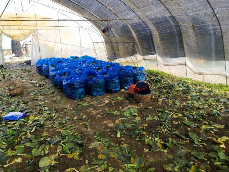 黑菜，太湖菜，苏州青，保质保价，全面上市大量供应