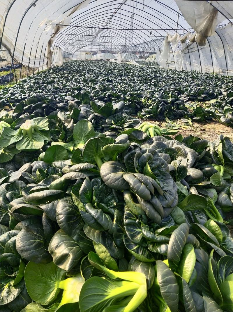 黑菜，太湖菜，苏州青，保质保价，全面上市大量供应