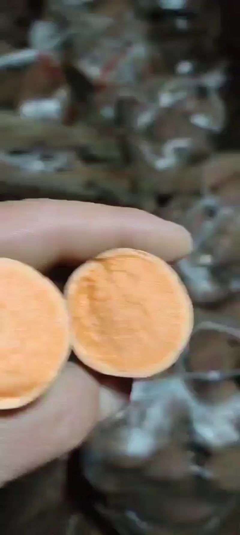 现挖板栗薯26烟薯25大量上市西瓜红手选货电商货全国发货