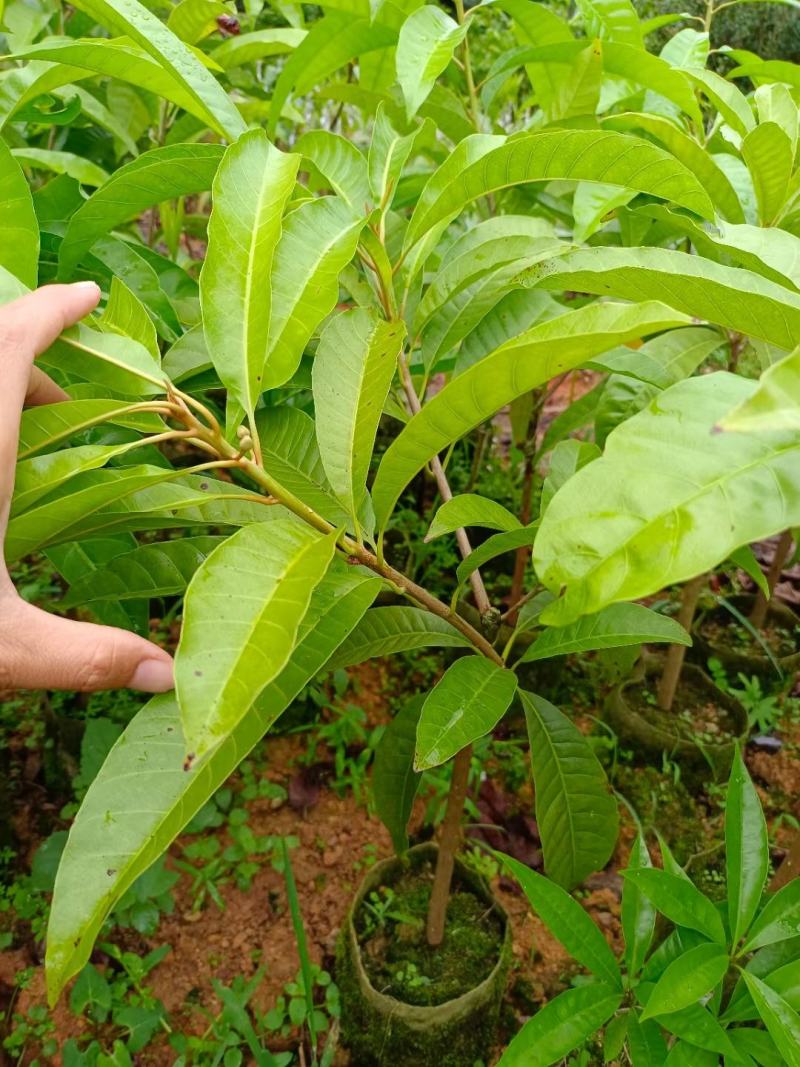 新品种木瓜仙桃苗冬蜜四季大果耀堂木瓜仙桃苗树耐寒营养杯