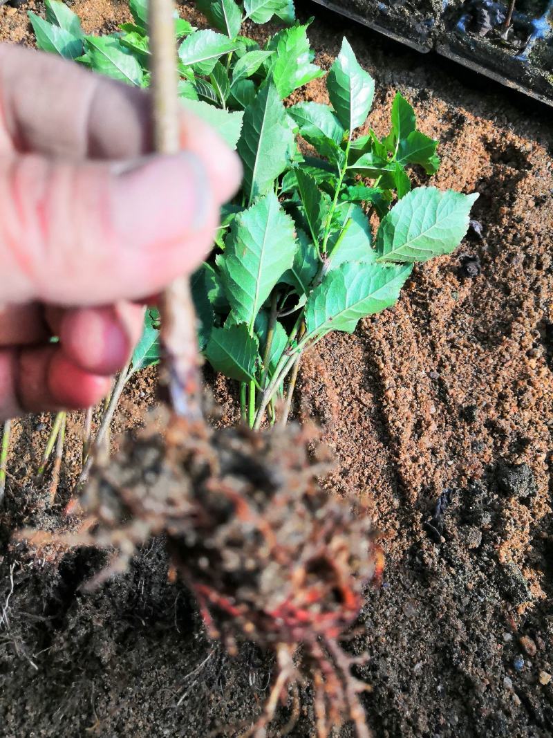 基地直销吉塞拉樱桃苗，品种保证，包技术指导可签合同