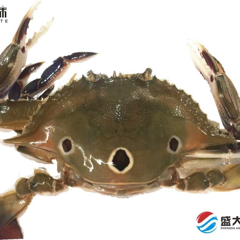 红膏蟹膏蟹蟹黄红膏三点蟹冻厂直销