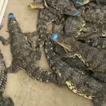 大量批发零售15到20斤的商品，鳄鱼，鳄鱼肉，鳄鱼背鳄鱼