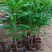 新品种木瓜仙桃苗冬蜜四季大果耀堂木瓜仙桃苗树耐寒营养杯