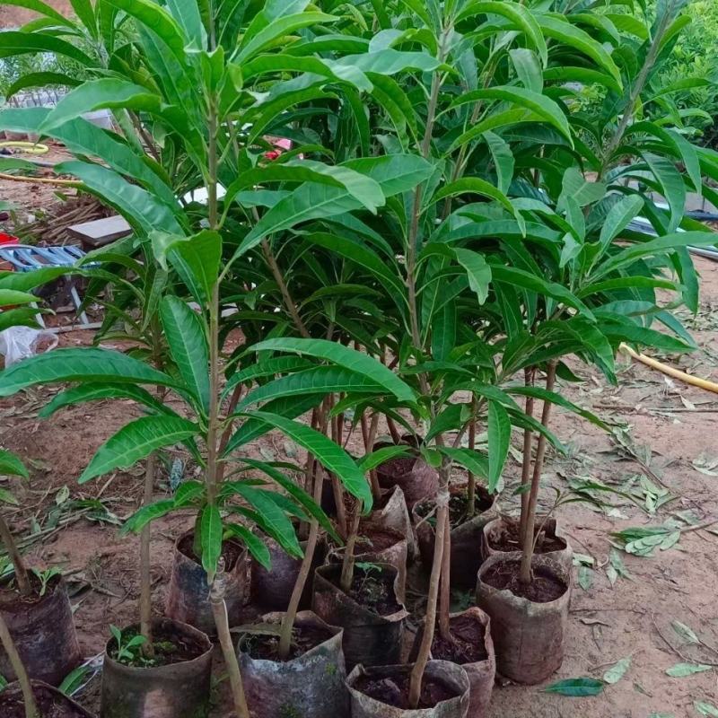 新品种木瓜仙桃苗冬蜜四季大果耀堂木瓜仙桃苗树耐寒营养杯