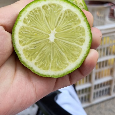 (原产地-种植户)福建漳州台湾柠檬四季青柠有籽