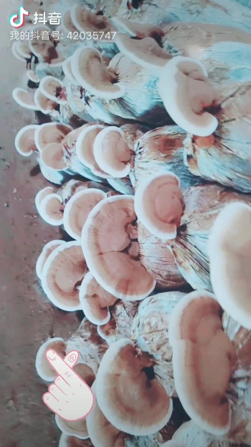 灵芝菌棒