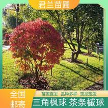茶条槭球冠幅80-150cm三角枫球量大质优价低