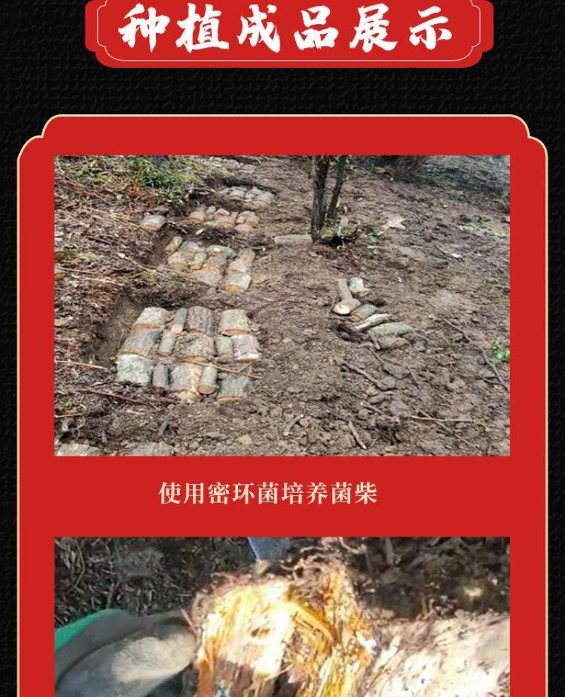 云南昭通彝良小草坝仿野生乌天麻种子，0代麻，坏果包赔