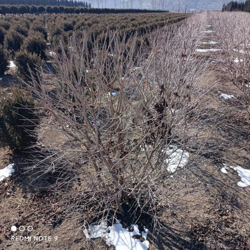 茶条槭球冠幅80-150cm三角枫球量大质优价低