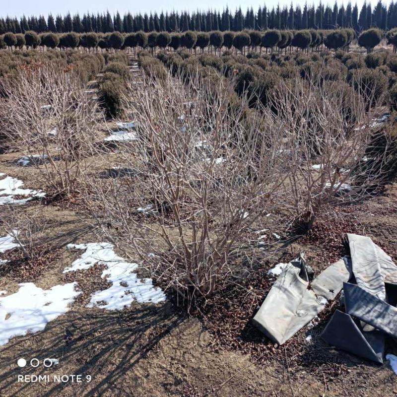 茶条槭球冠幅80-150cm三角枫球量大质优价低