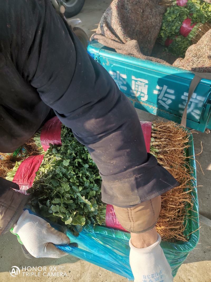 优质精品小叶香菜，无杂质，品相好，高度，25....30