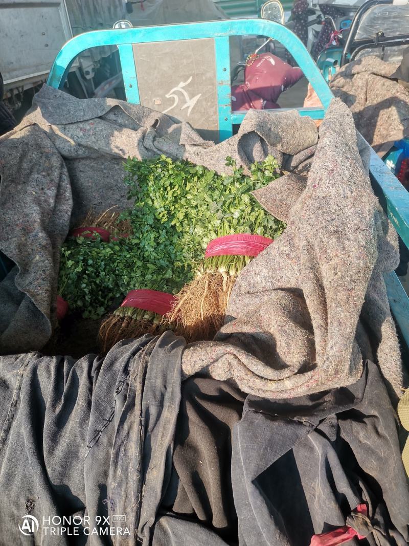 优质精品小叶香菜，无杂质，品相好，高度，25....30