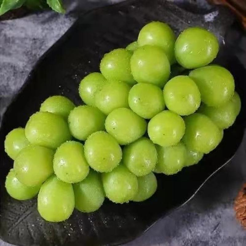 阳光玫瑰