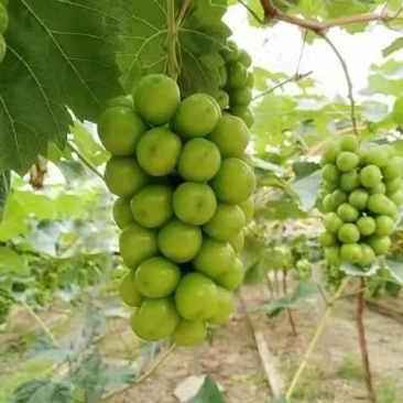 阳光玫瑰