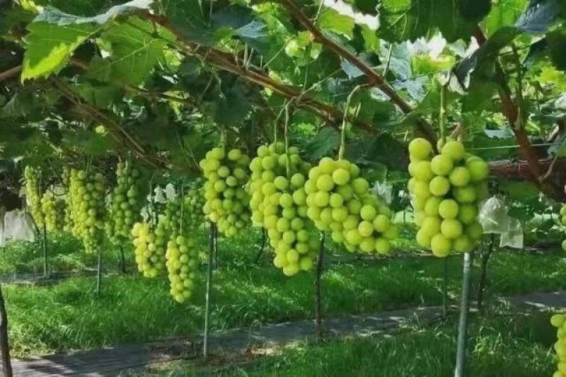 阳光玫瑰