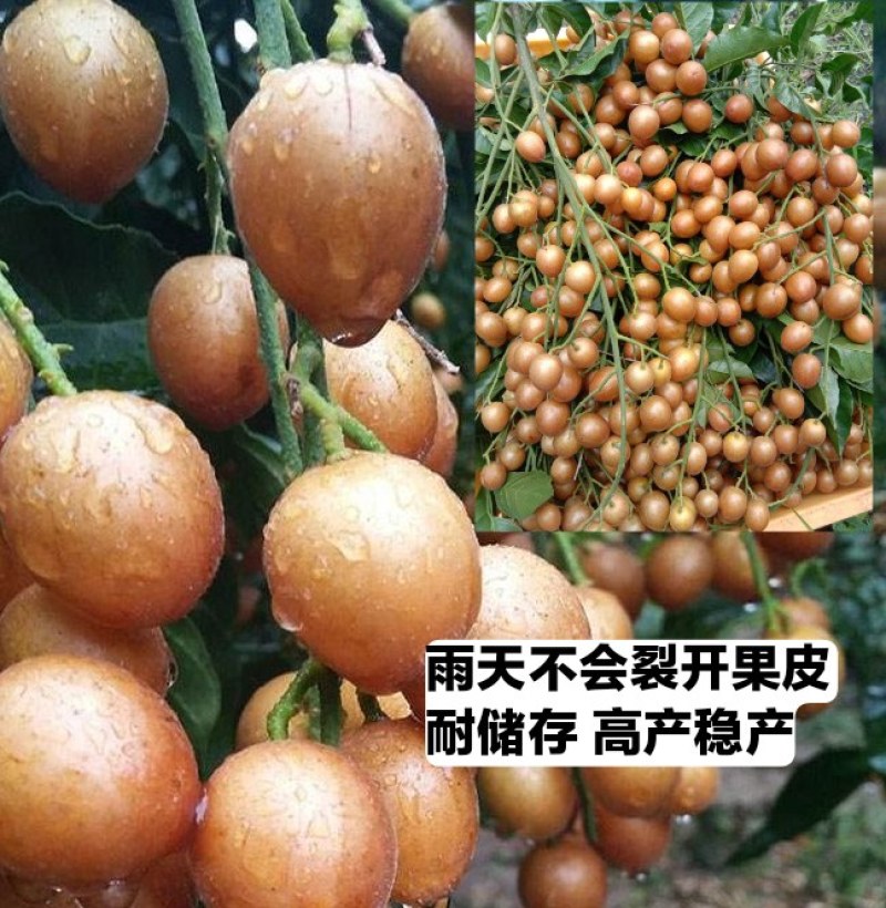 黑黄皮苗紫肉黄皮果苗改良过的新品种口感相当好