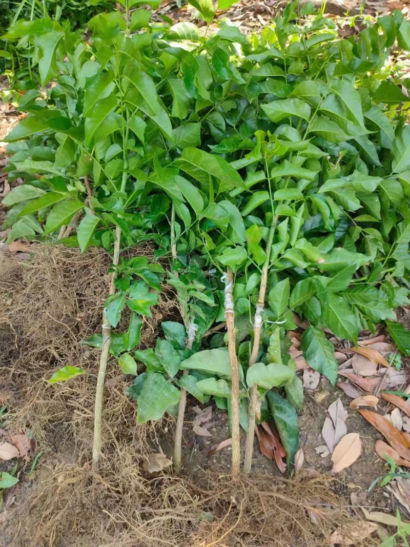 黑黄皮苗紫肉黄皮果苗改良过的新品种口感相当好