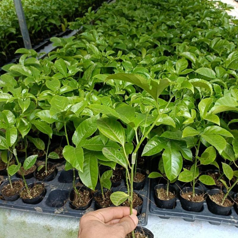 [正品优选]当年结果百香果钦蜜9号纯甜黄金百香苗当年结果