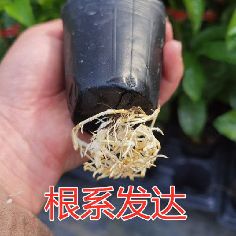 [正品优选]当年结果百香果钦蜜9号纯甜黄金百香苗当年结果