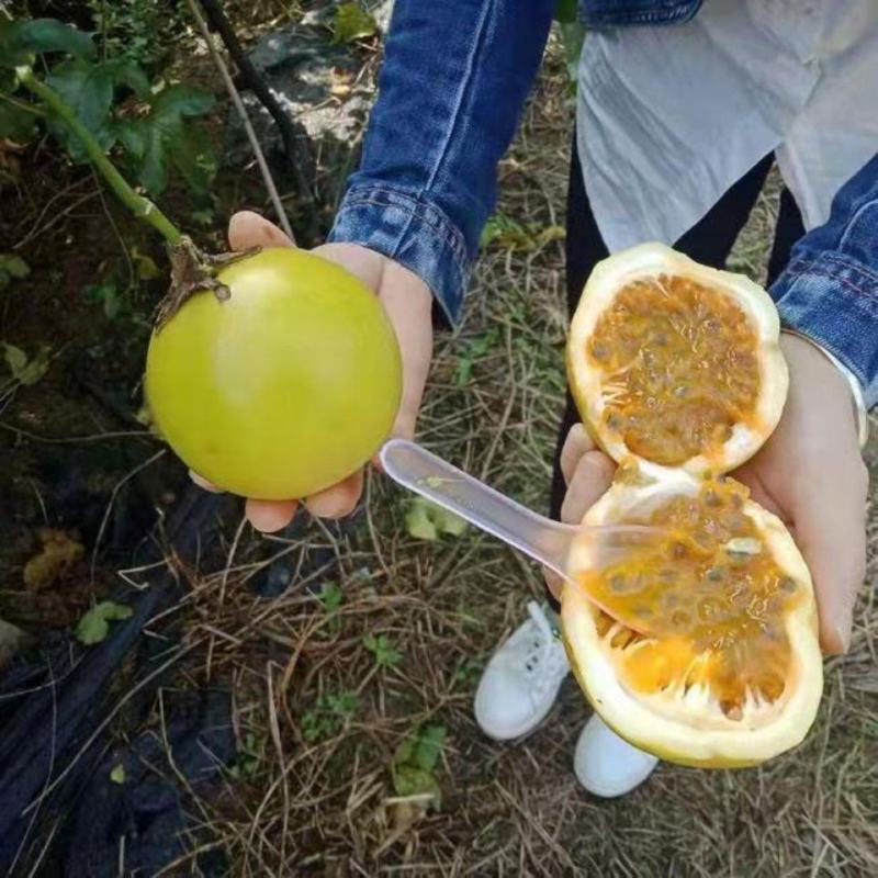 [正品优选]当年结果百香果钦蜜9号纯甜黄金百香苗当年结果
