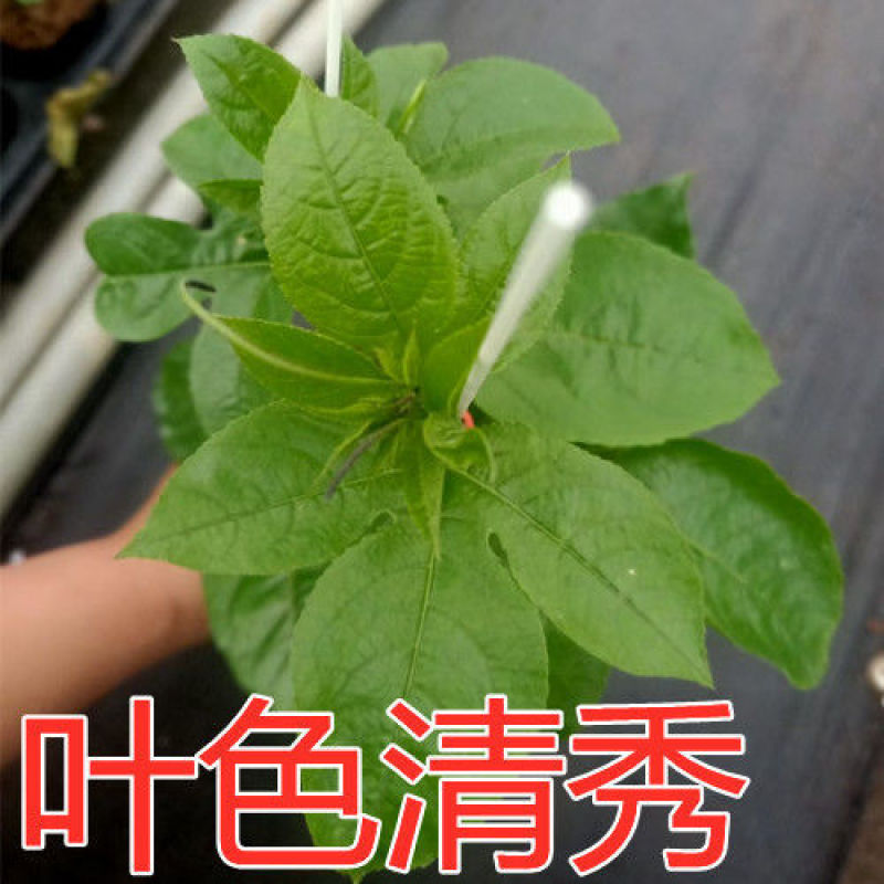 [正品优选]当年结果百香果钦蜜9号纯甜黄金百香苗当年结果