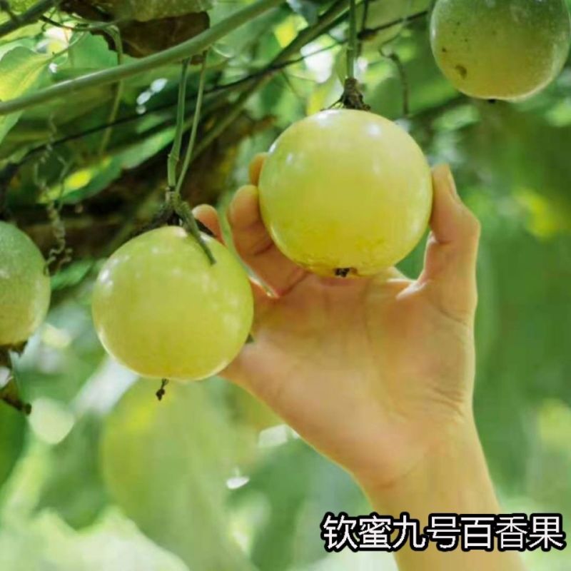 [正品优选]当年结果百香果钦蜜9号纯甜黄金百香苗当年结果