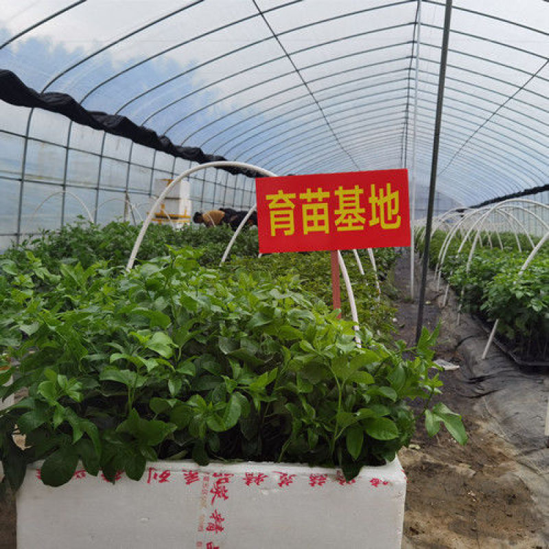 [正品优选]当年结果百香果钦蜜9号纯甜黄金百香苗当年结果