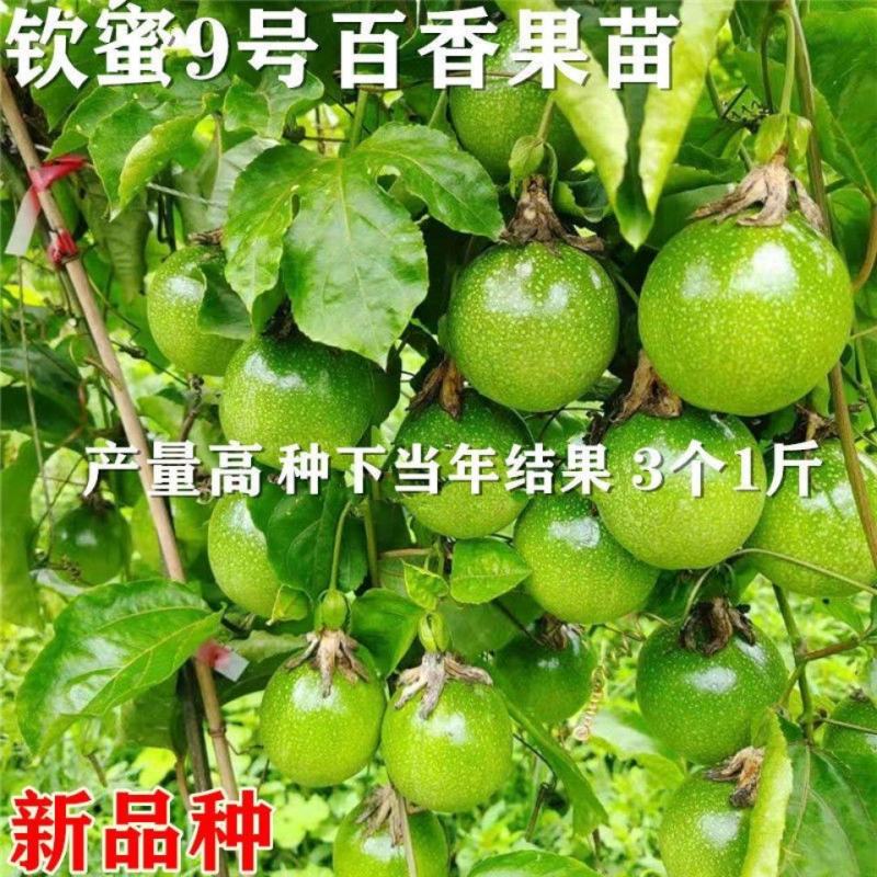 [正品优选]当年结果百香果钦蜜9号纯甜黄金百香苗当年结果
