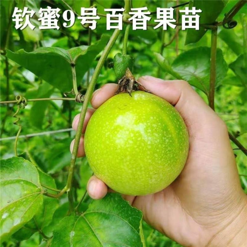 [正品优选]当年结果百香果钦蜜9号纯甜黄金百香苗当年结果