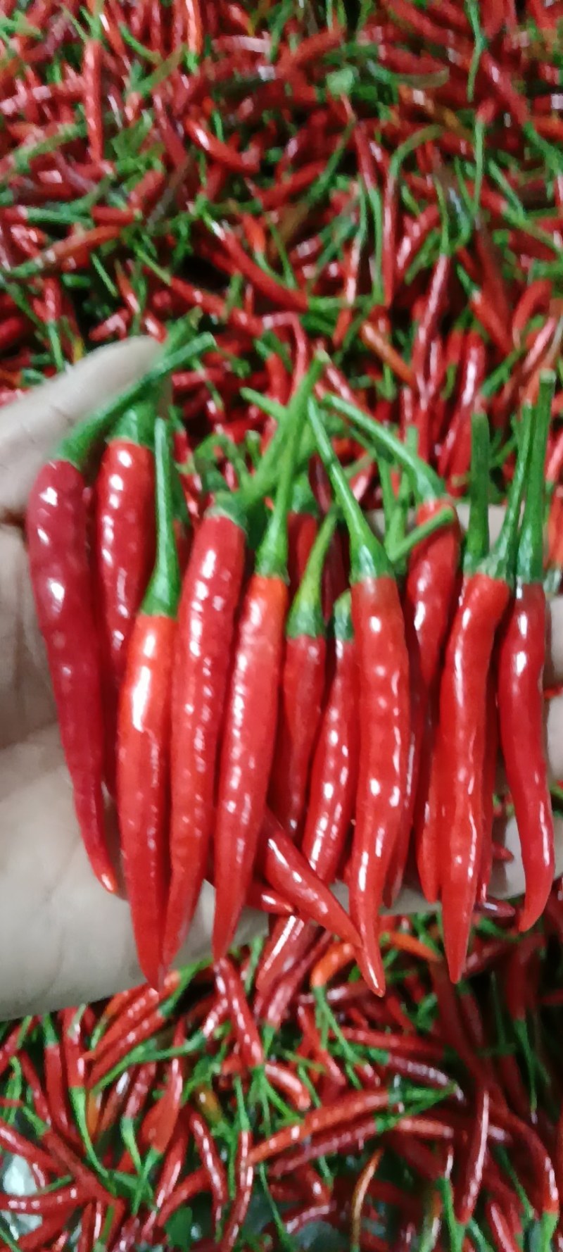 小米椒朝天椒云南