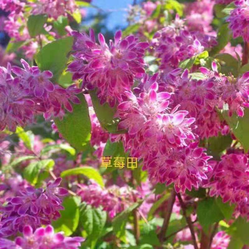溲疏草莓田小苗，属于草花类，长势快，适合做盆景，耐寒