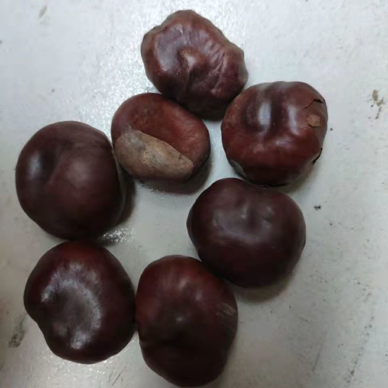 娑罗子正品中药材娑罗子桫椤果梭罗果仙栗梭罗