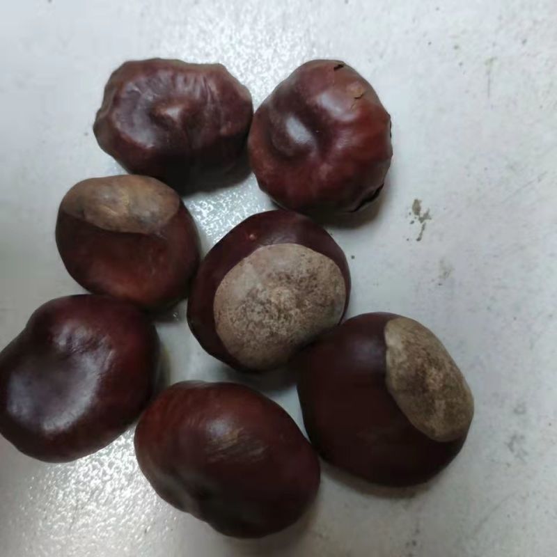娑罗子正品中药材娑罗子桫椤果梭罗果仙栗梭罗