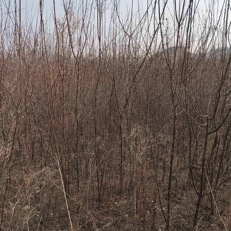山杏苗，规格齐全，价格美丽