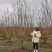 基地批发高度3.5m丛生紫薇，量大从优