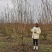 基地批发高度3.5m丛生紫薇，量大从优