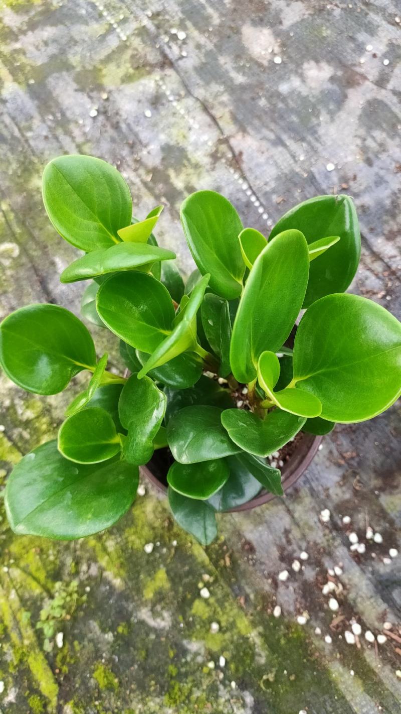 碧玉，电脑宝贝，手机宝贝，绿色植物，净化空气吸收甲醛