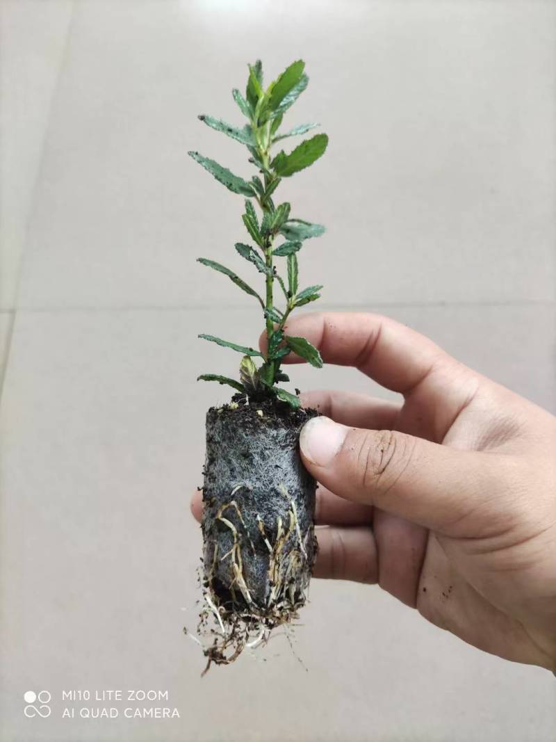 美洲茶无纺布袋苗，属于灌木，花期长，花量大，清香型