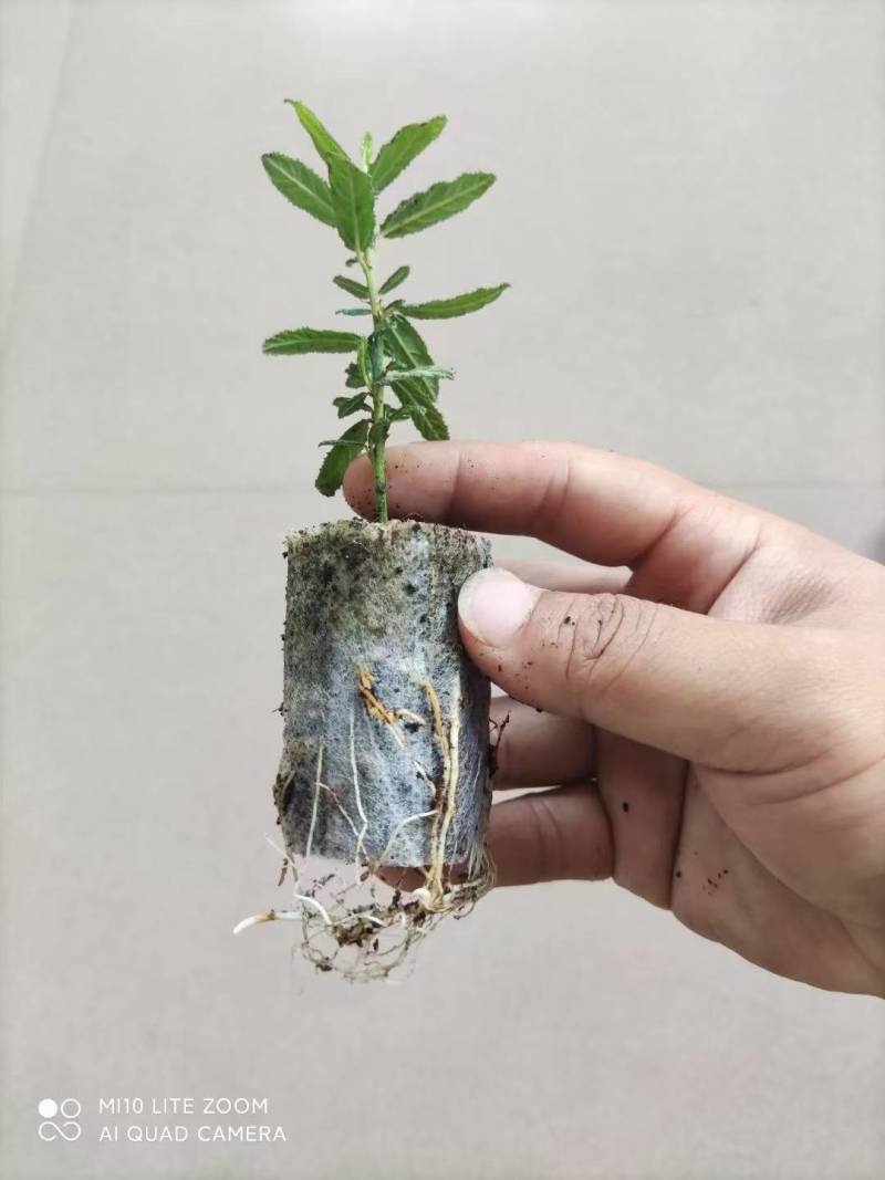 美洲茶无纺布袋苗，属于灌木，花期长，花量大，清香型