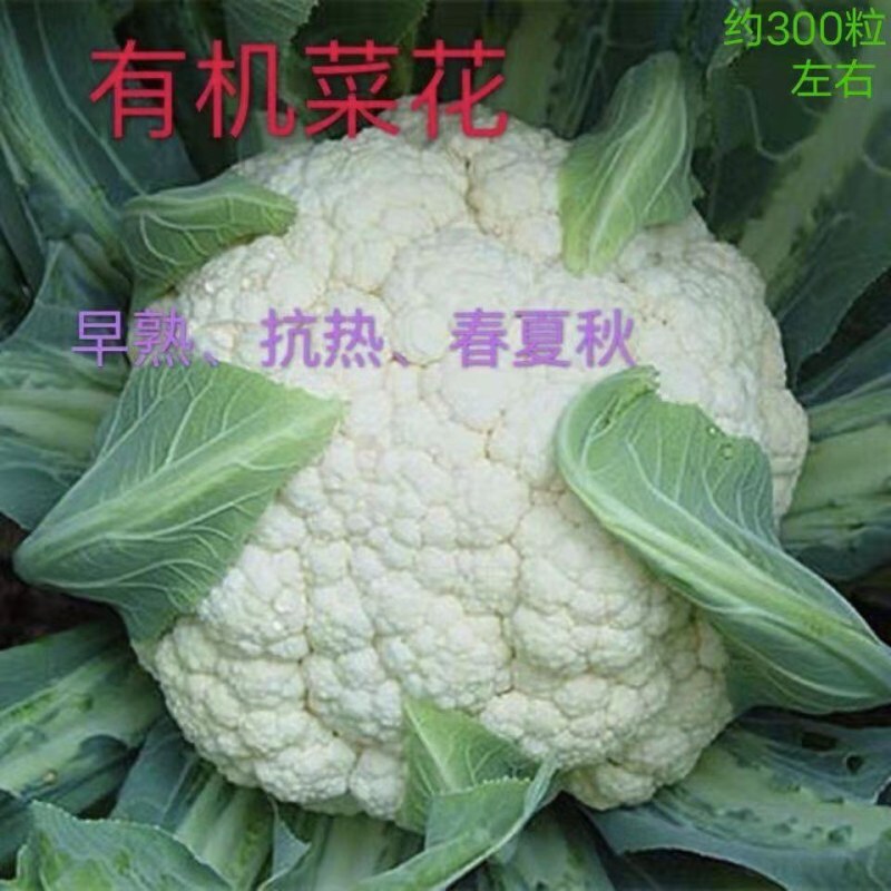 精品白面青梗松花菜，质量好，货源充足，物流全国，量大从优