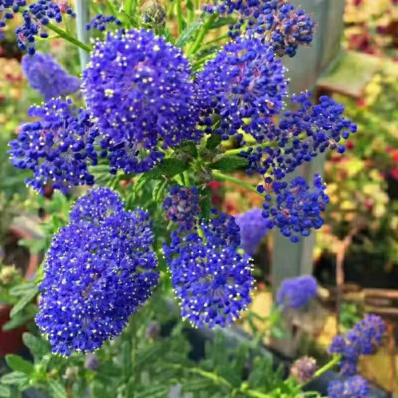 美洲茶无纺布袋苗，属于灌木，花期长，花量大，清香型