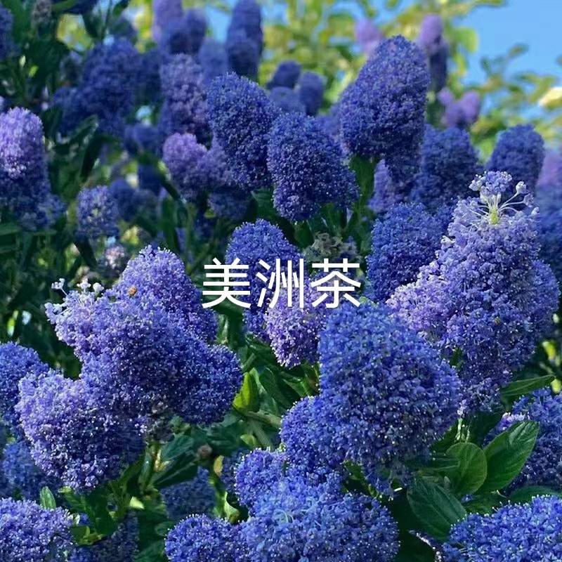 美洲茶无纺布袋苗，属于灌木，花期长，花量大，清香型