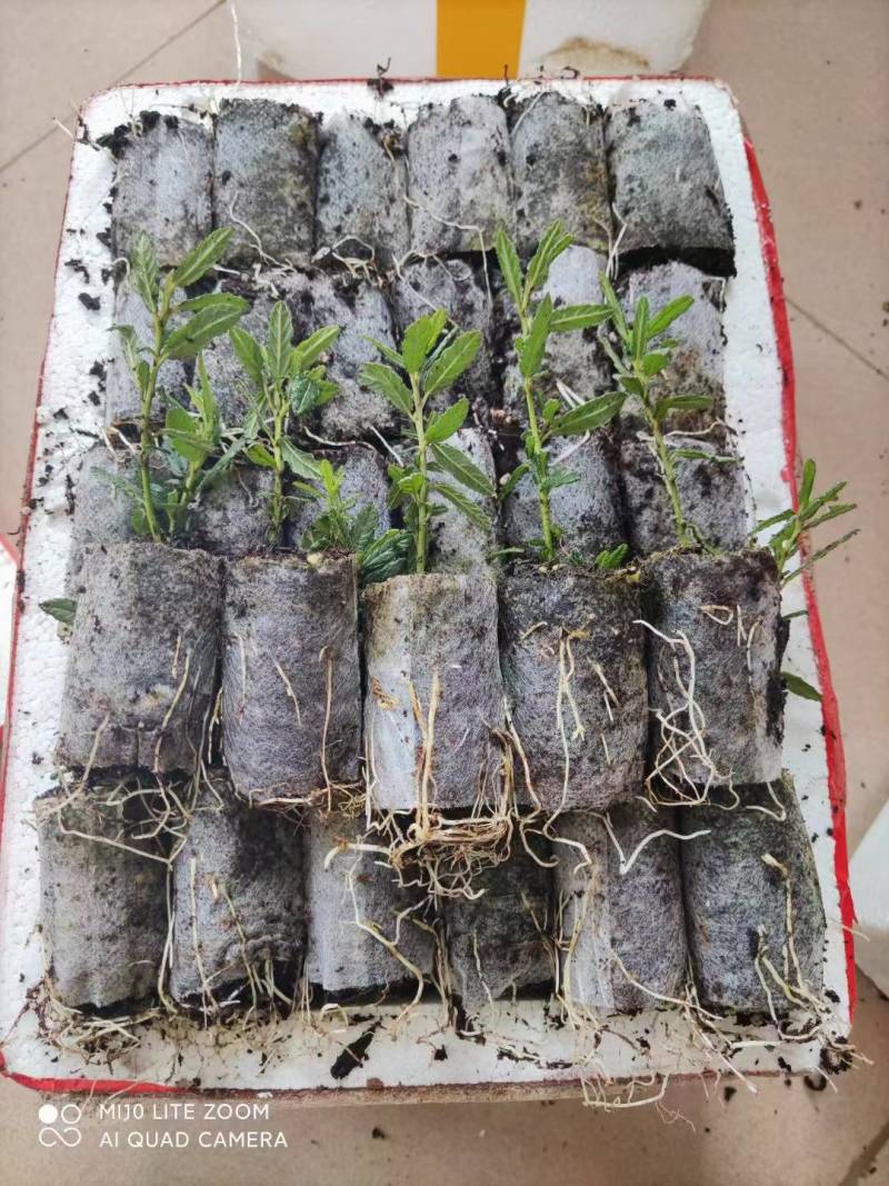 美洲茶无纺布袋苗，属于灌木，花期长，花量大，清香型