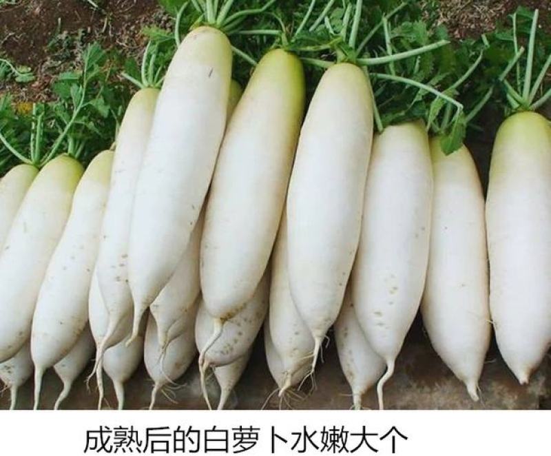 江西特产赣州瑞金萝卜干农家自制脆香干萝卜条下饭菜咸干