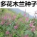 多花木兰种籽种子蜜源植物树草花种子