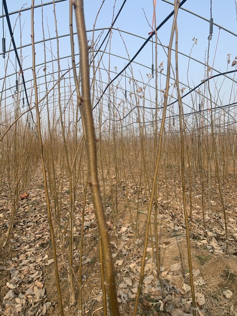 欧洲小叶椴绿塔椴树苗金桐力高度苗壮苗自产自销现挖现发